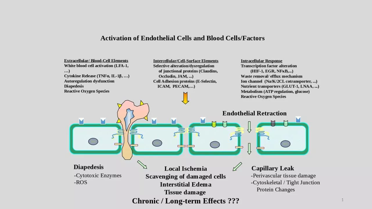 Activation of Endothelial
