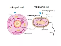 Chromosomal ring of DNA Eukaryotic cell