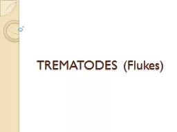 TREMATODES (Flukes) Common features: