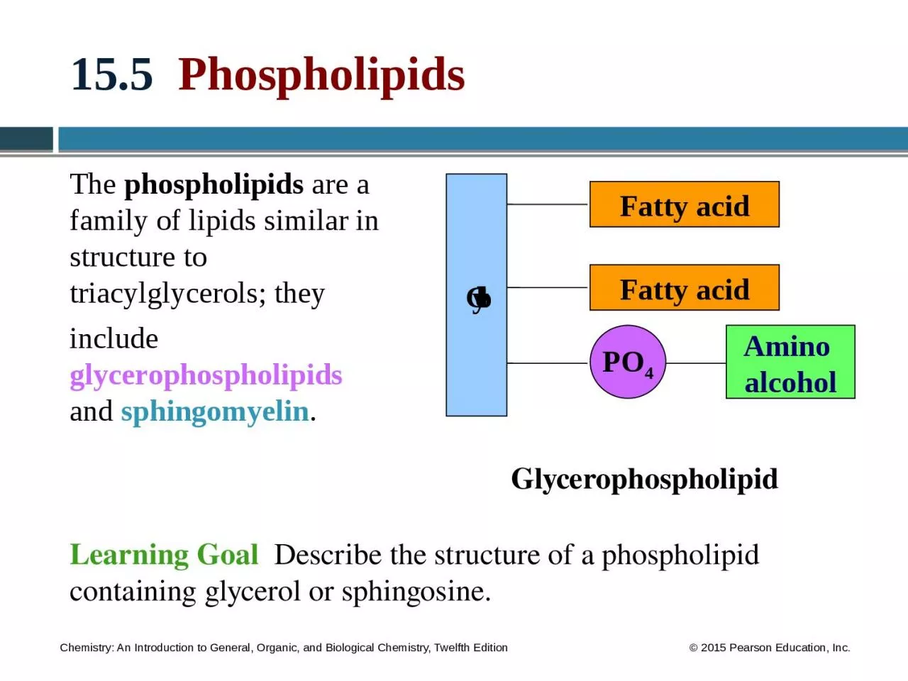 15.5   Phospholipids The