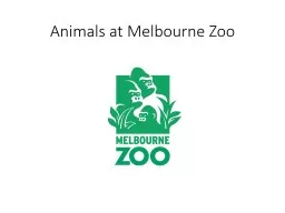 Animals at Melbourne Zoo