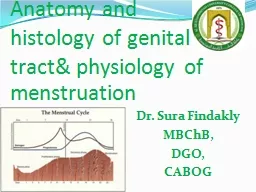 Anatomy and histology of genital