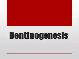 Dentinogenesis Begins at the cusp tips after the