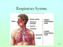 23- 1 Respiratory System