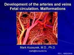 Development  of  the   arteries