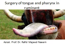 Surgery of tongue and pharynx in ruminant