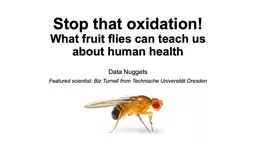 Stop that oxidation!  What fruit flies can teach us about human health
