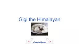 Gigi the Himalayan Presentation