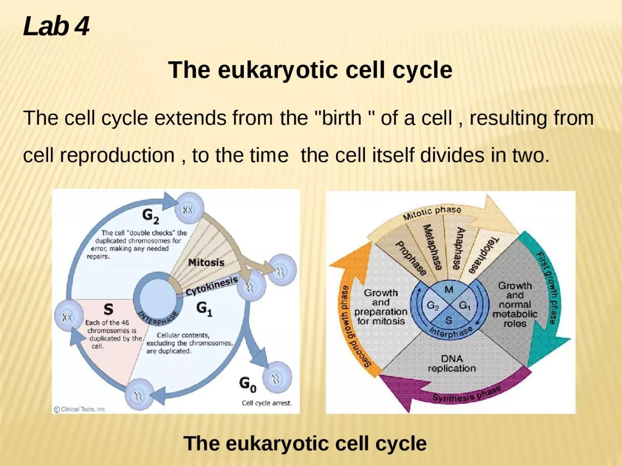 Lab  4 The  eukaryotic cell cycle