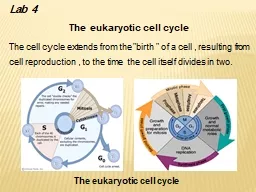 Lab  4 The  eukaryotic cell cycle