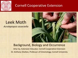 Leek Moth Acrolepiopsis