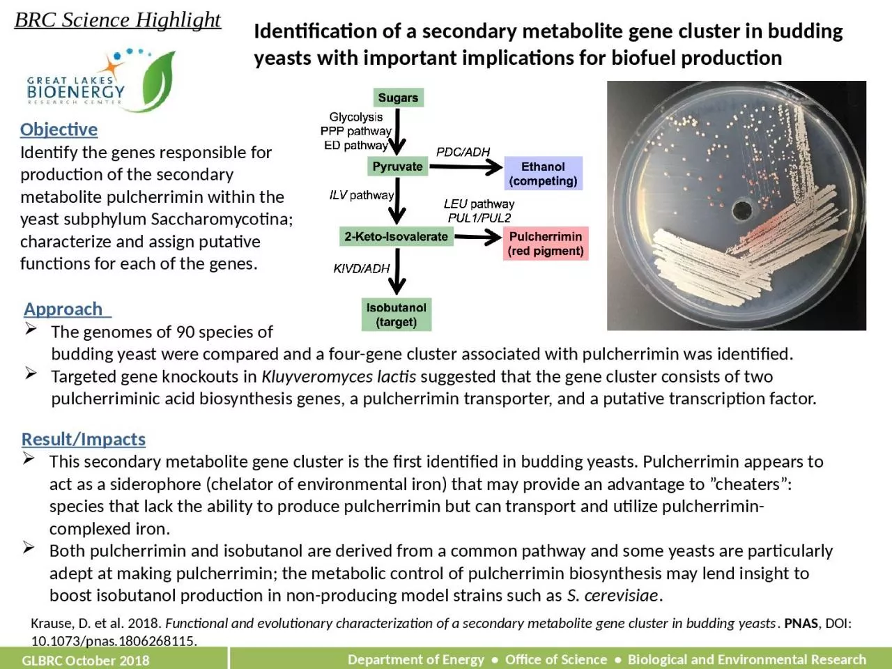 Identification of a secondary metabolite gene cluster in budding yeasts with important