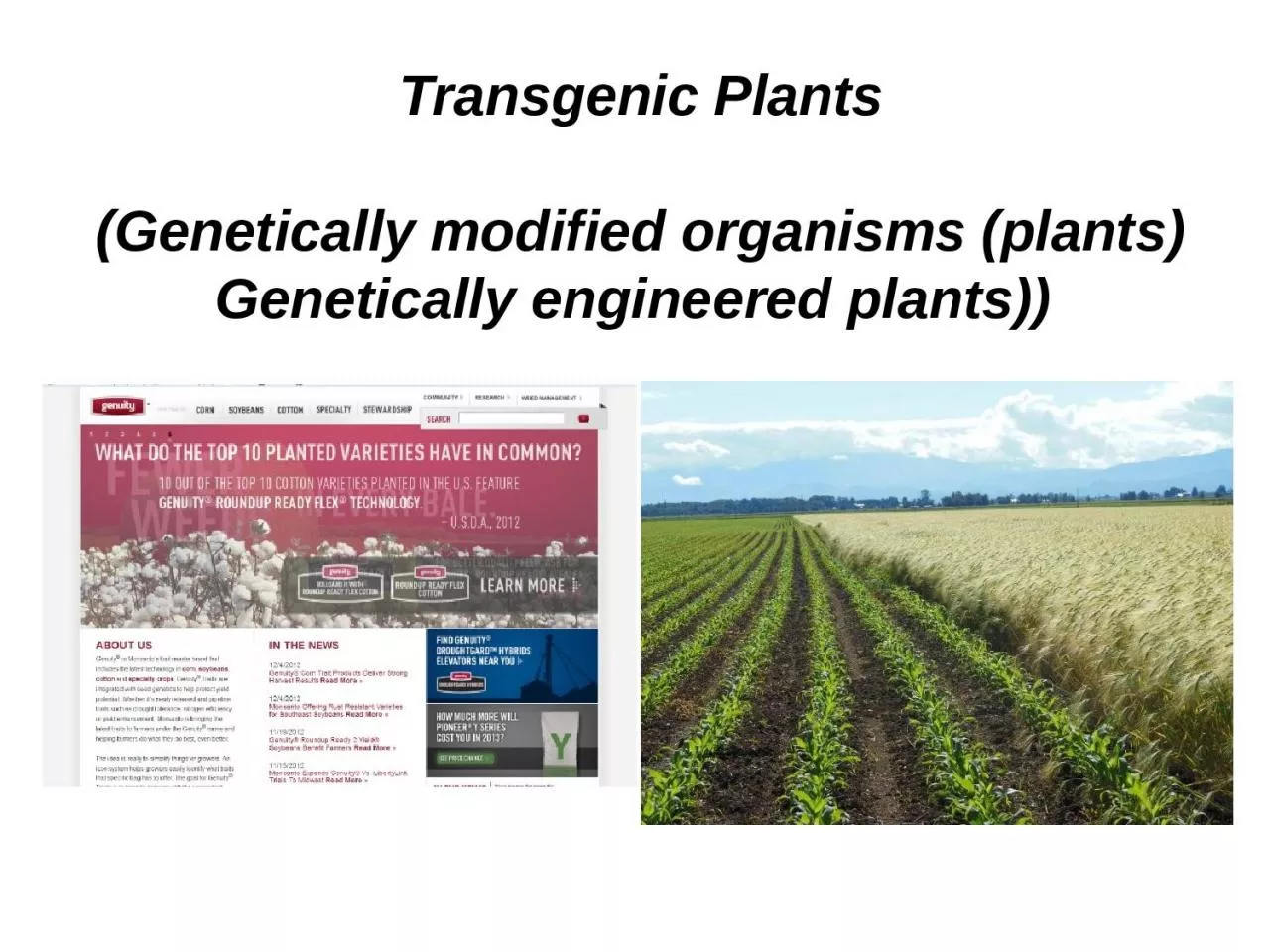 Transgenic  Plants (Genetically