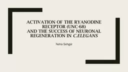 Activation of the Ryanodine Receptor (UNC-68)
