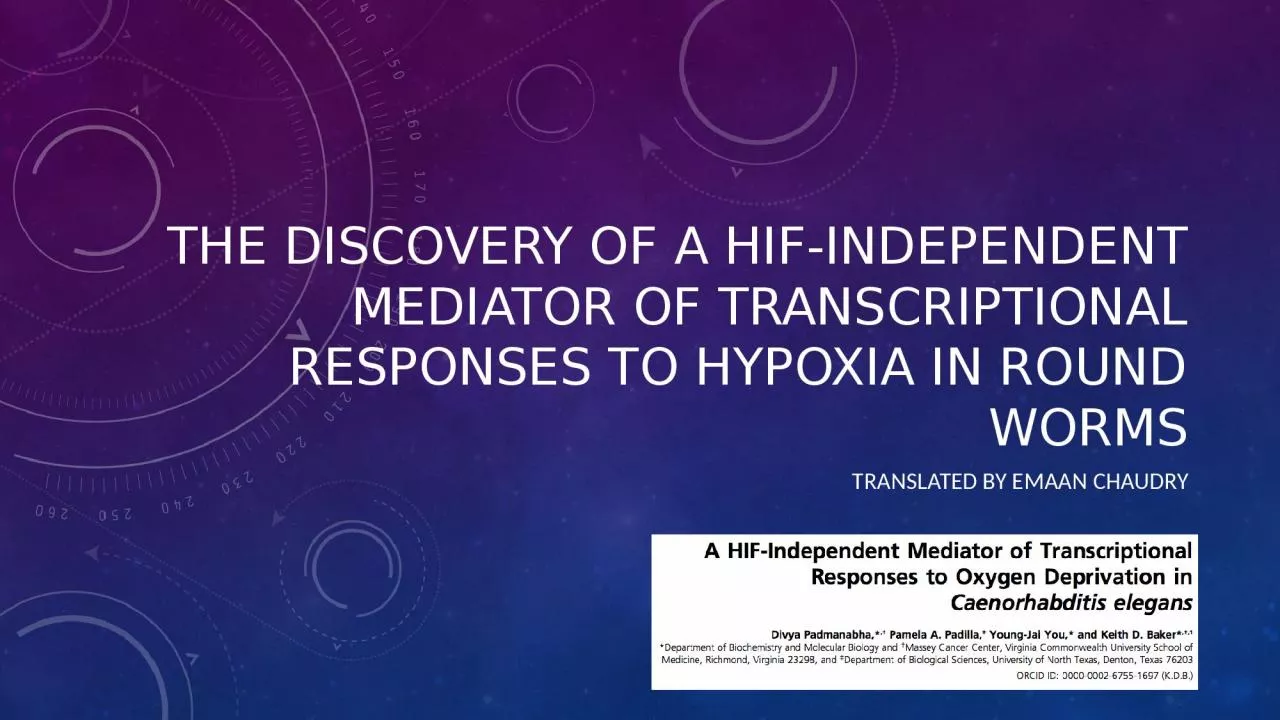 PPT-The discovery of a hif -independent mediator of transcriptional responses to hypoxia