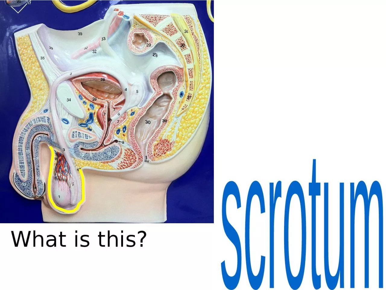 What  is this? scrotum What