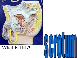 What  is this? scrotum What