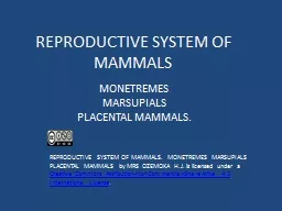 REPRODUCTIVE SYSTEM OF MAMMALS
