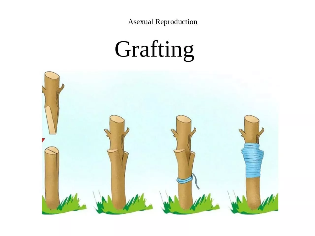 Asexual Reproduction Grafting