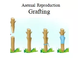 Asexual Reproduction Grafting