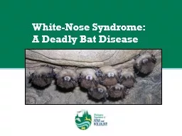 White-Nose Syndrome:  A Deadly Bat Disease