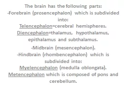 The brain has the following parts: