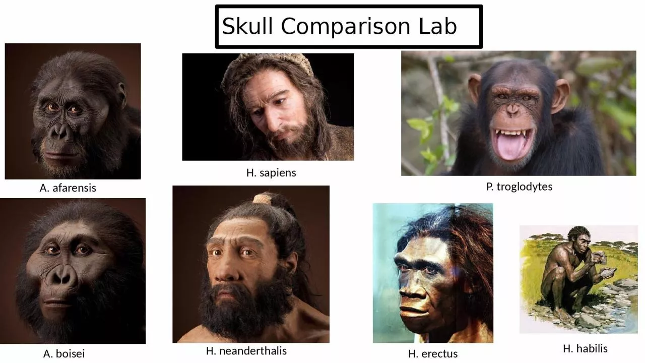 A. afarensis P. troglodytes