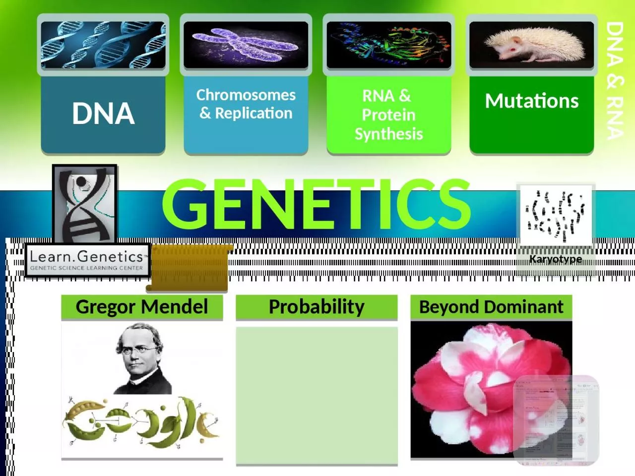 Genetics DNA & RNA Intro to Genetics
