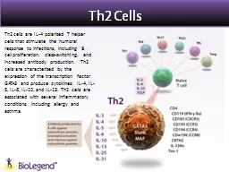 Th2  Cells ® Th2 cells are IL-4 polarized T helper cells that stimulate the