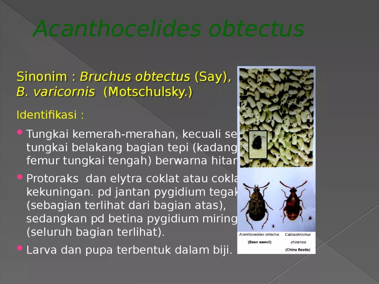 Acanthocelides   obtectus