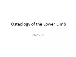 Osteology  of the Lower Limb