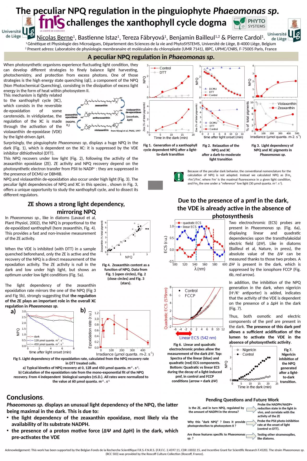 The peculiar NPQ regulation in the