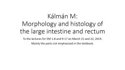 Kálmán M: Morphology  and