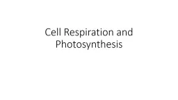 Light  Energy Photosynthesis: