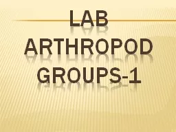 Lab Arthropod  groups-1