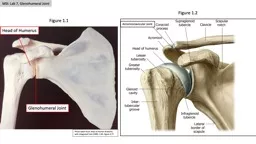 MSI: Lab 7, Glenohumeral Joint