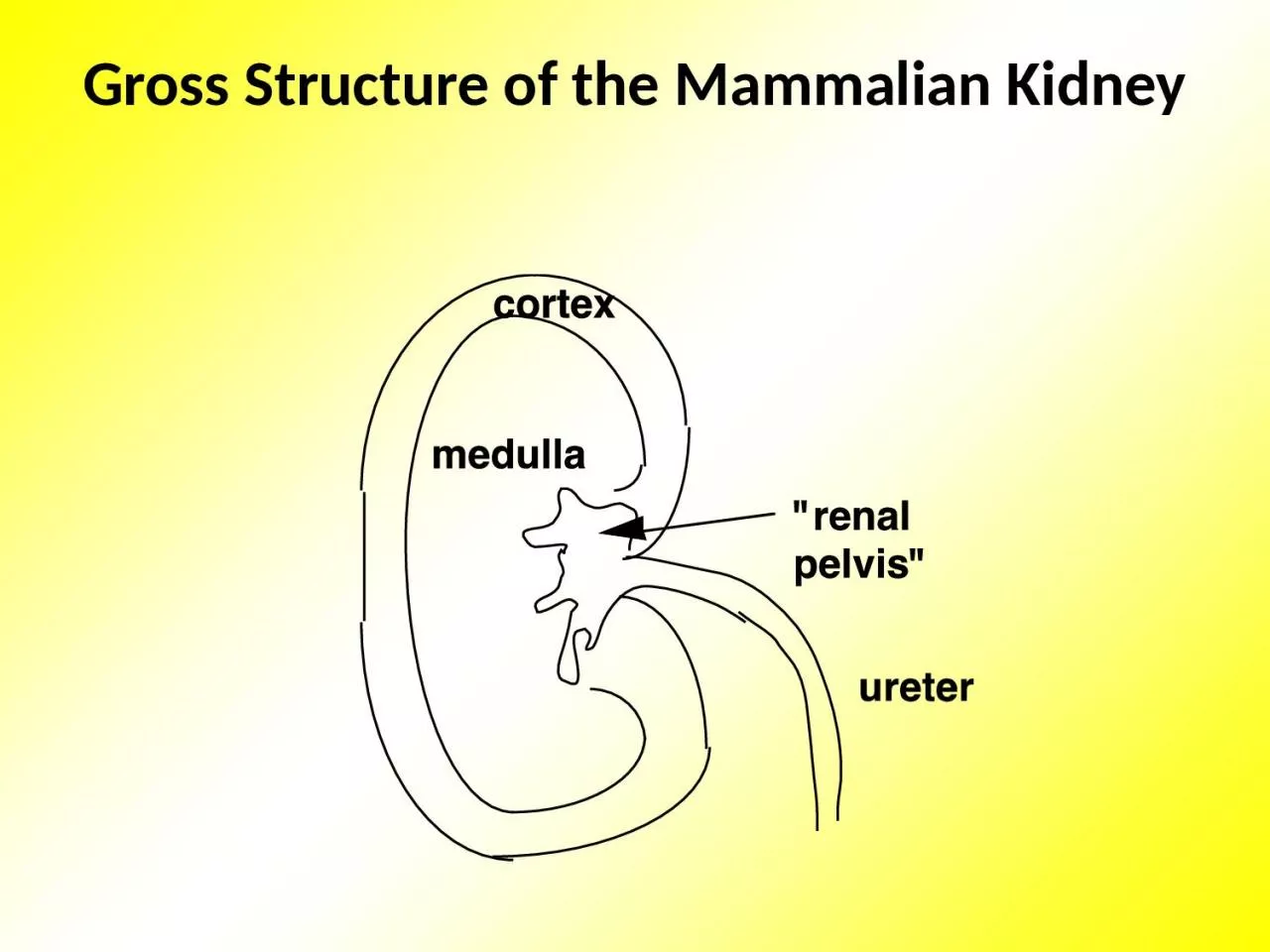 Gross Structure of the Mammalian Kidney
