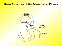 Gross Structure of the Mammalian Kidney