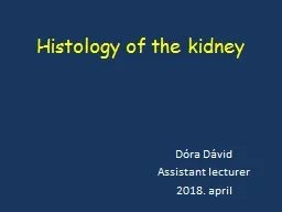 Histology of the kidney Dóra Dávid