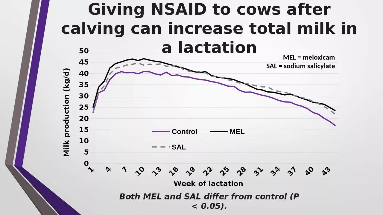 Giving NSAID to cows after calving can increase total milk in a lactation