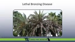 Lethal Bronzing Disease  A new palm phytoplasma in Florida