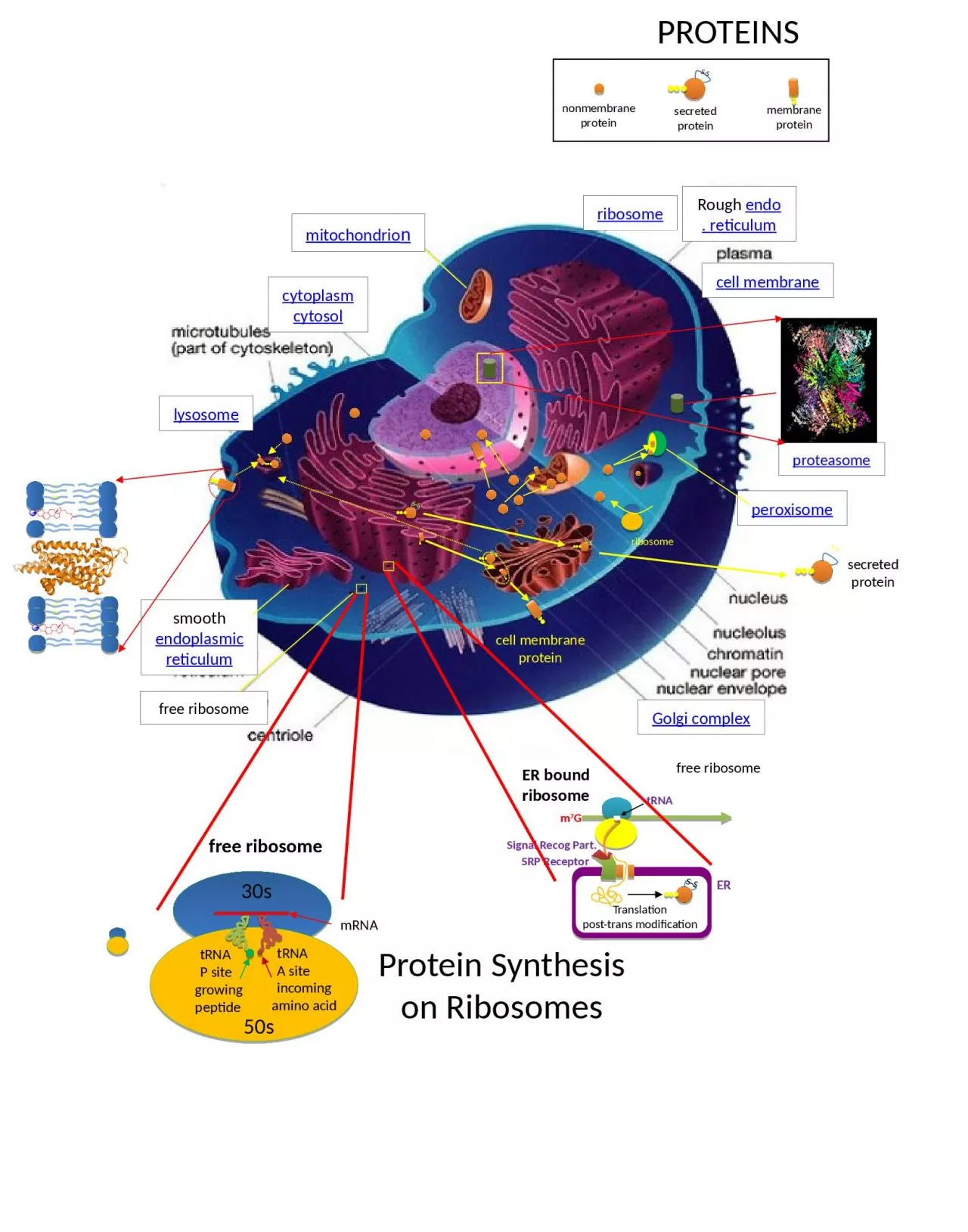 mitochondrio n cytoplasm