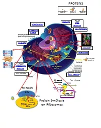 mitochondrio n cytoplasm