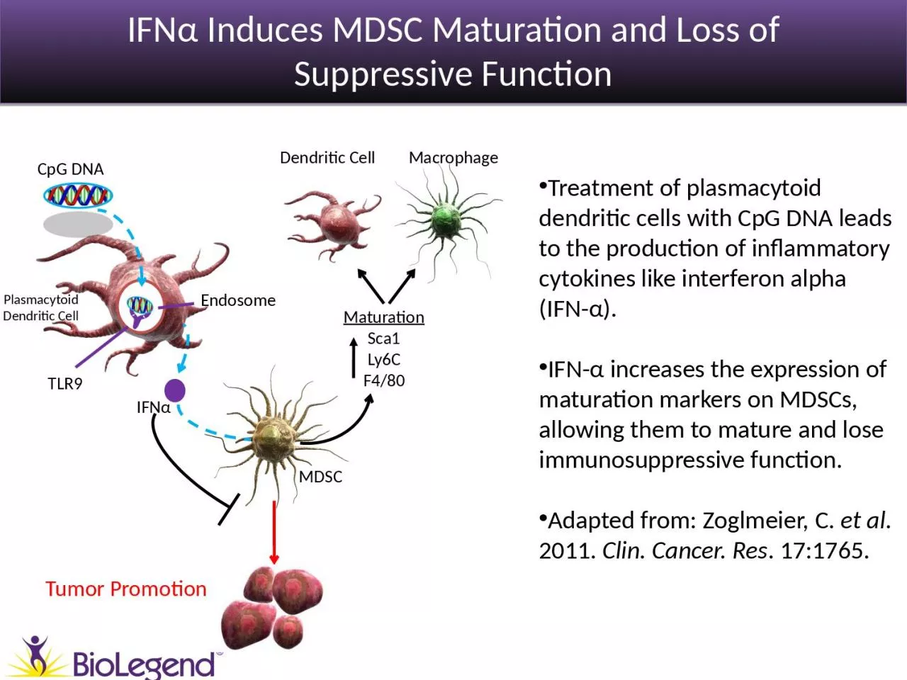 IFN α  Induces MDSC Maturation and Loss of Suppressive Function