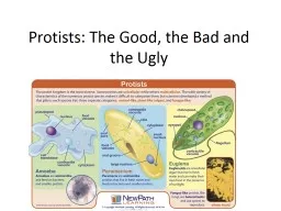 Protists: The Good, the Bad and the Ugly