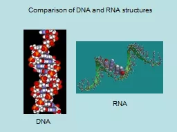 Comparison of DNA and RNA structures