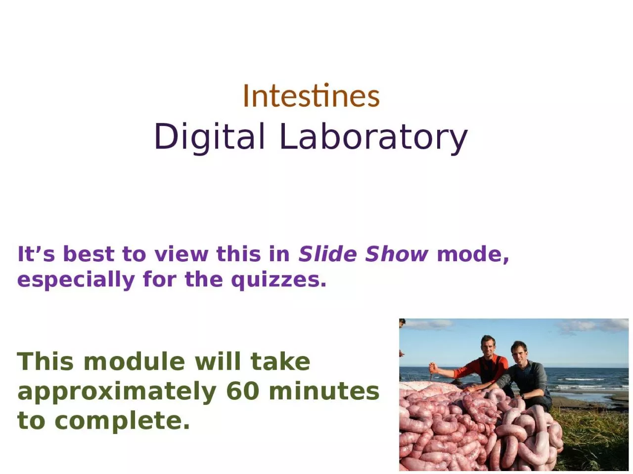 Intestines Digital Laboratory