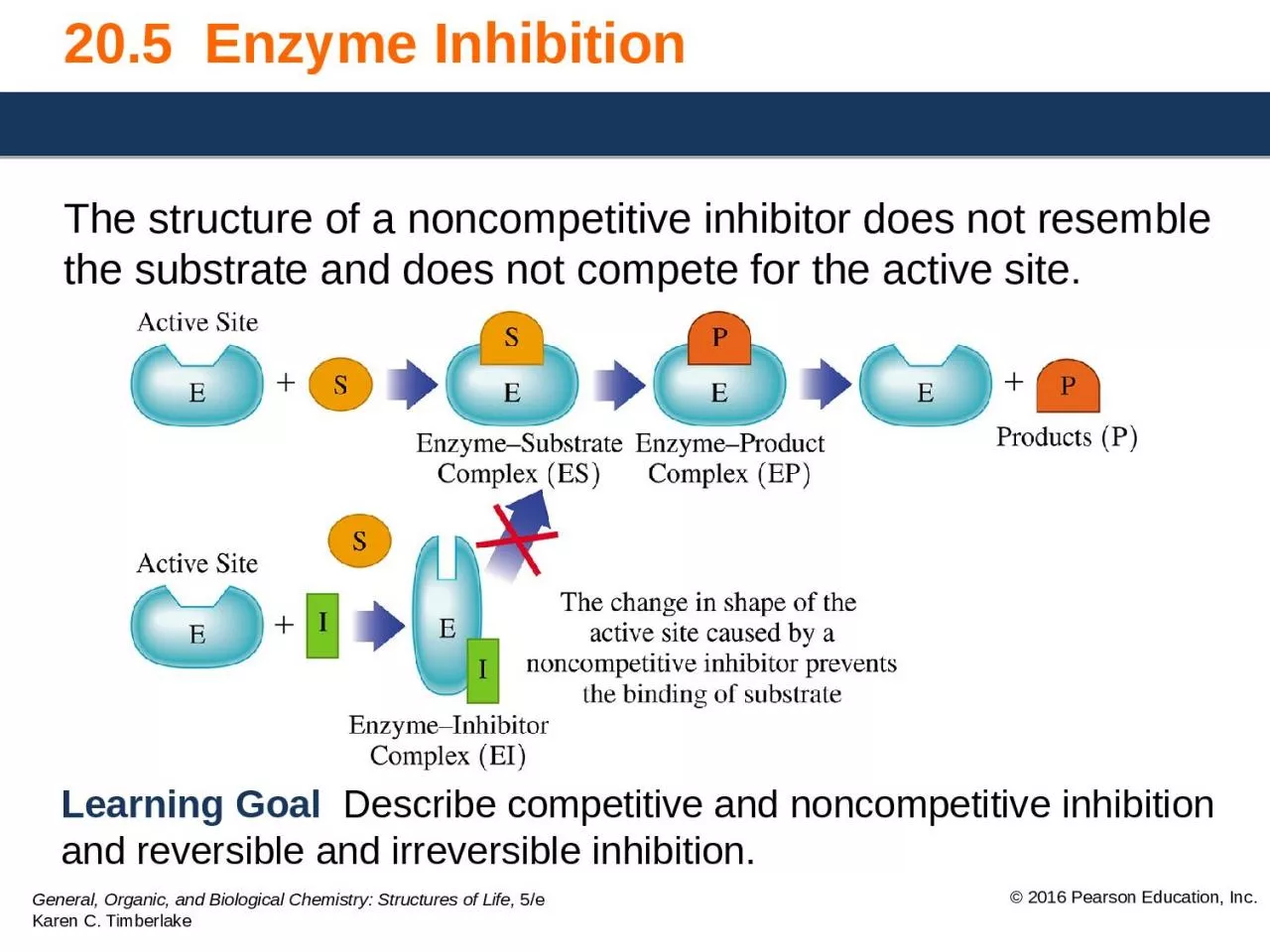 20.5  Enzyme Inhibition The structure of a noncompetitive inhibitor does not resemble