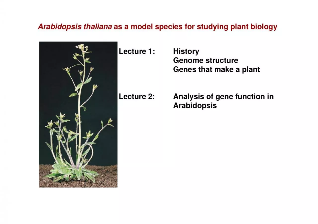 PDF-Arabidopsis thalianaLecture 1 HistoryLecture 2 Analysis of gene func