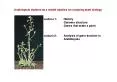 Arabidopsis thalianaLecture 1 HistoryLecture 2 Analysis of gene func